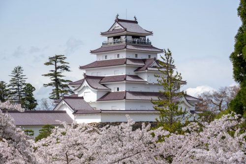 Tsuruga-jo Castle or Aizuwakamatsu Castle surrounded by cherry-blossom trees (sakura trees), Aizuwakamatsu, Fukushima Prefecture, Japan