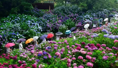 ฤดูกาลดอกไฮเดรนเยียที่ญี่ปุ่น